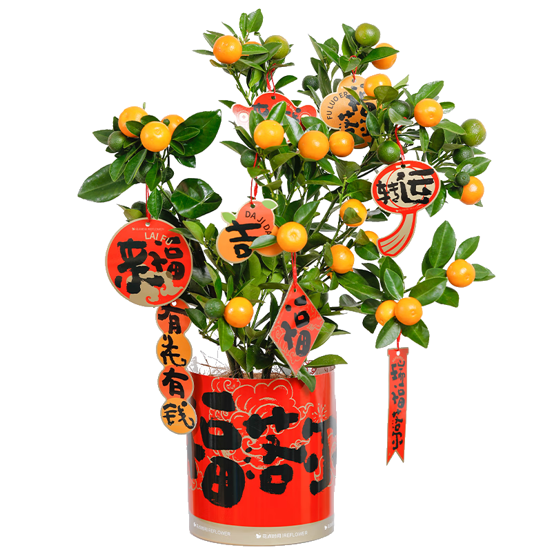简值了 京东鲜花 年宵绿植 春节装饰新年礼物大吉大利-四季桔盆栽