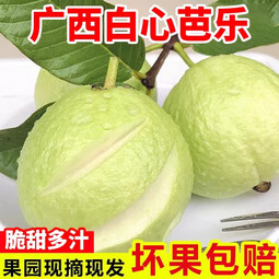 鲜宝道广西奶油白心芭乐软心软糯新鲜孕妇水果番石榴硬脆甜 2斤中果150克净重1.5斤