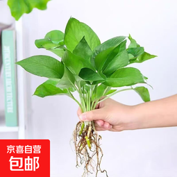【花瓶】懒人水培绿植九里香绿萝文竹室内易养净化空气花卉盆栽 绿萝5颗【不含盆】土培水培皆可10-15cm