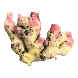 云南小黄姜新鲜嫩姜嫩姜芽现挖红芽仔姜当季新鲜小黄姜 250克