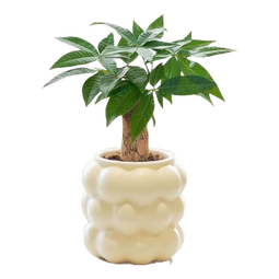 发财树盆栽绿植室内客厅桌面净化空气迷你摆件懒人好养花卉植物 单杆发财树+三层泡泡树脂盆