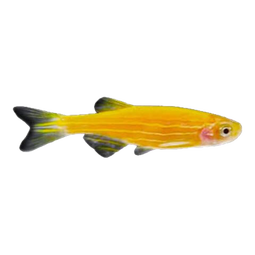 卡奇鱼 斑马鱼 淡水鱼 观赏鱼 小型观赏鱼 热带鱼 蝶翼斑马荧光好养易活 红斑马10条2cm左右